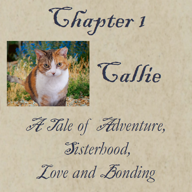 Chapter 1 Callie