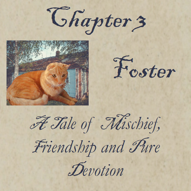 Chapter 3 Foster
